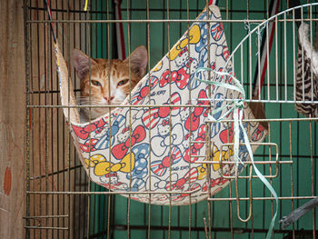 Close-up of cat seen through chainlink fence