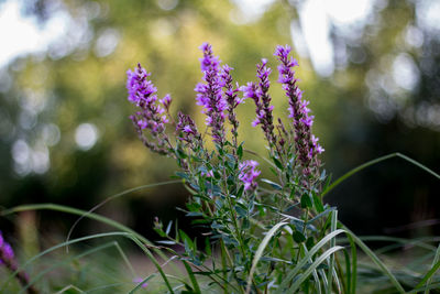 Close-up of purple flowers against blurred background