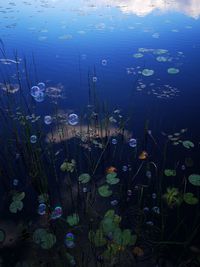 View of fish swimming in sea