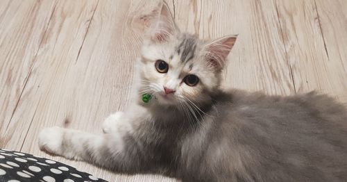 Close-up portrait of a cat