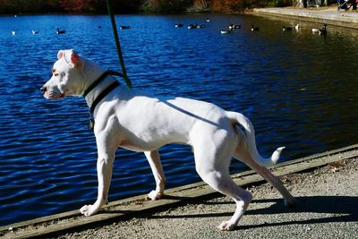 Dog standing by lake