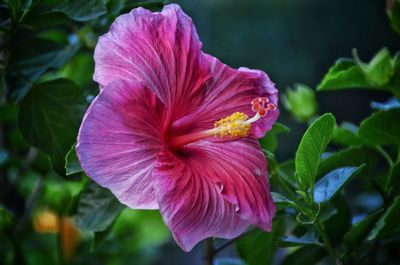 Close-up of hibiscus blooming outdoors