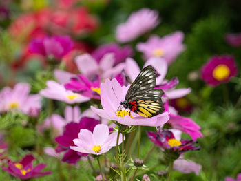 Close-up of butterfly pollinating on flower