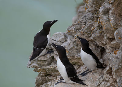 Close-up of bird perching on rock