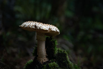 Close-up of mushroom on field