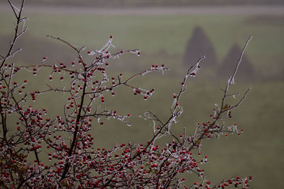 Close-up of bird on tree against sky