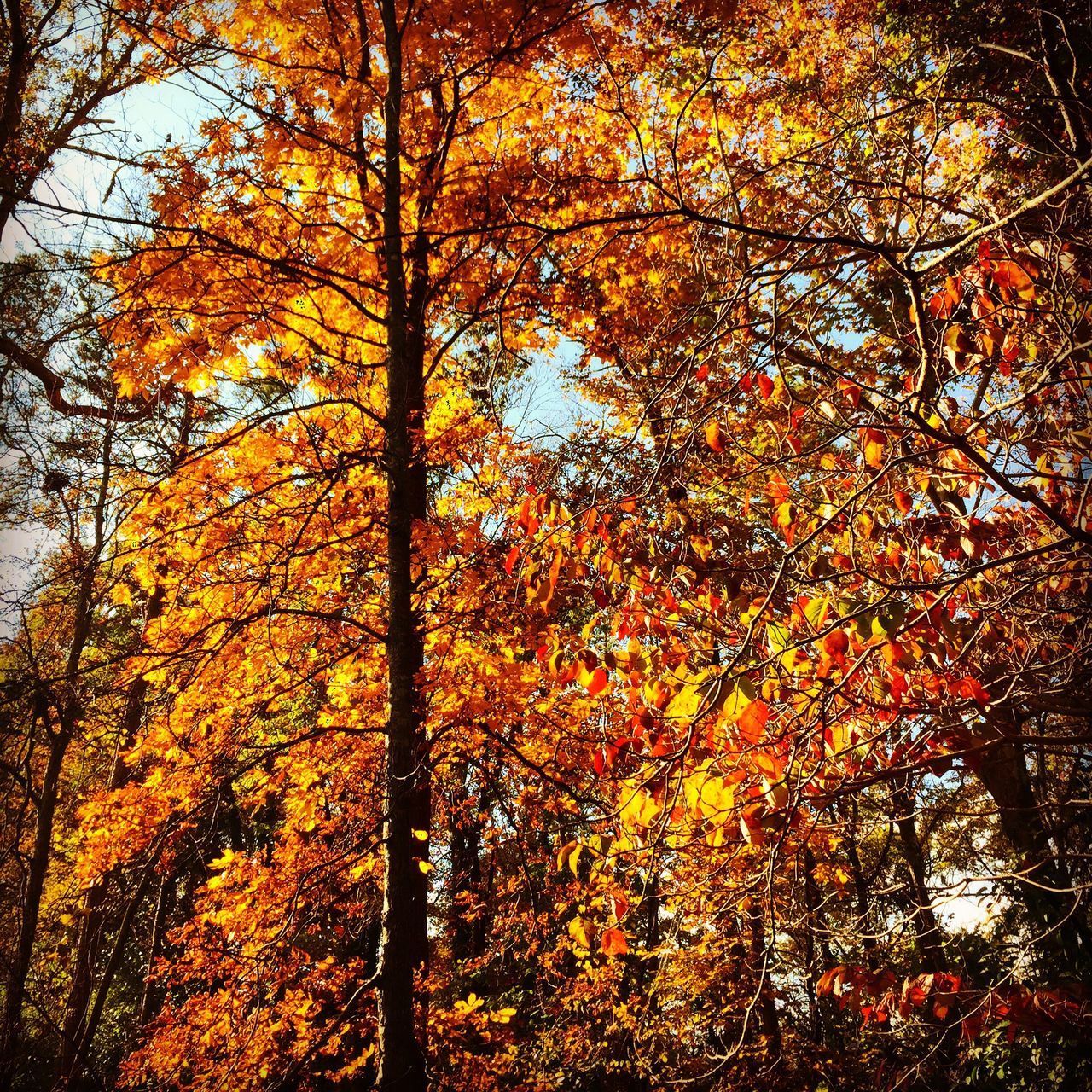 LOW ANGLE VIEW OF MAPLE TREE