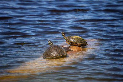 Softshell turtle apalone ferox sits on a log with a florida red bellied turtle pseudemys nelsoni 