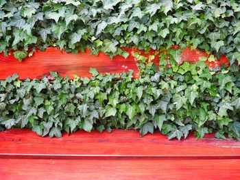 Close-up of red ivy on wall