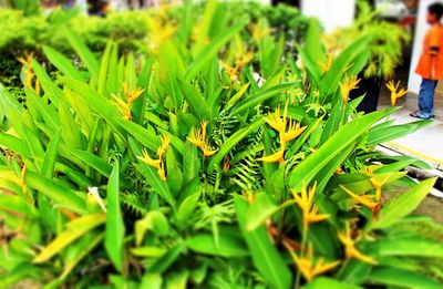 Close-up of fresh green plants