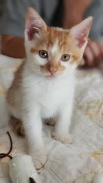 Portrait of kitten sitting on bed at home