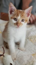 Portrait of kitten sitting on bed at home
