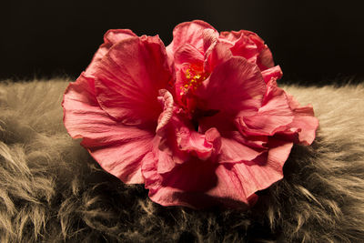 Close-up of pink rose flower against black background