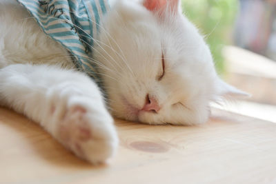 Close-up of cat sleeping