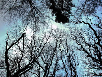 Low angle view of tree against sky