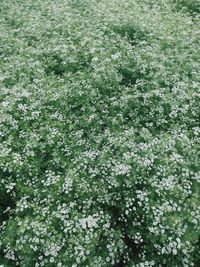 Full frame shot of flowering plants on field