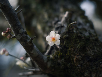 Close-up of cherry blossom on tree