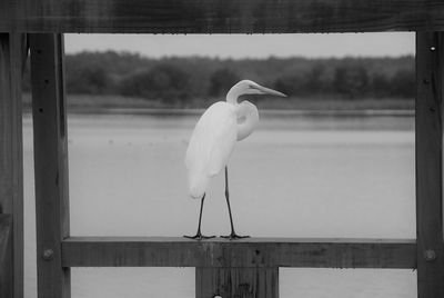 Bird perching on wood