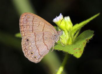 Close-up of butterfly on plant