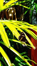 Close-up of insect on leaf