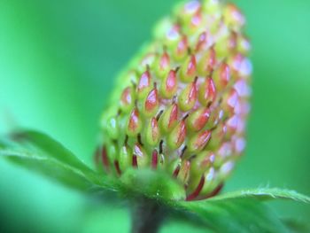 Close-up of flowering plant