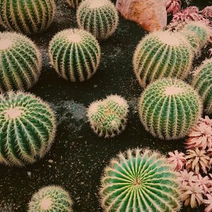 Full frame shot of succulent plant