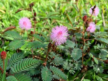 Close-up of thistle flowers