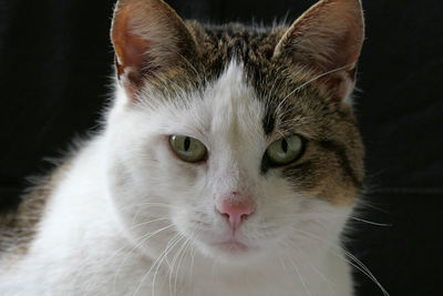 Close-up portrait of cat