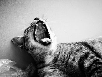 Close-up of a cat yawning