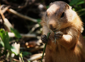 Close-up of rodent eating grass outdoors