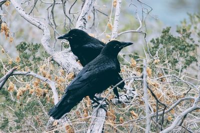 Close-up of bird perching on tree