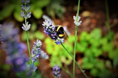 Close-up of bee on purple flower