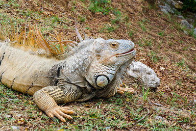 High angle view of lizard on field