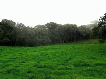 Scenic view of landscape against clear sky