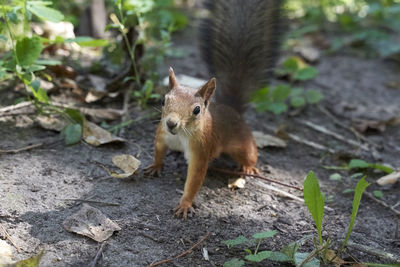 Squirrel on a field