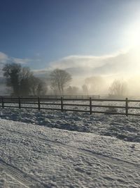 Trees on snow covered field against sky