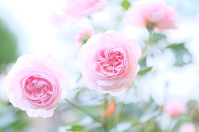 Close-up of pink roses