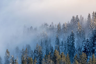 Pine trees in forest against sky during winter