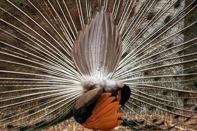 Close-up of peacock