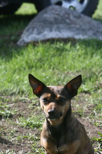 Portrait of dog on field
