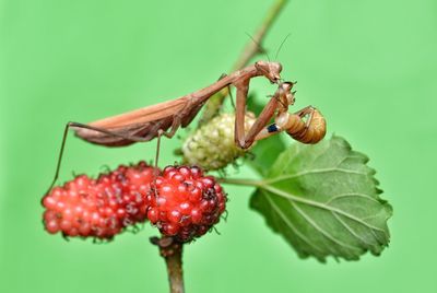 Close -up praying mantis eating prey