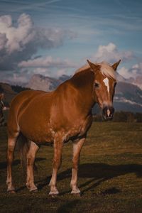 Horse standing on field