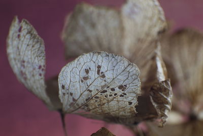 Close-up of dried plant