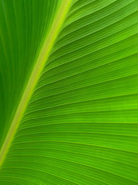 Full frame shot of palm leaves