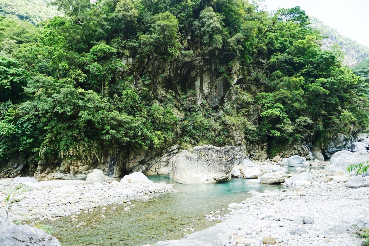 SCENIC VIEW OF RIVER FLOWING THROUGH FOREST