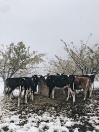 Horses in a field