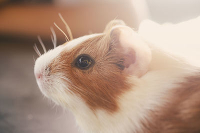 Close-up of a rabbit