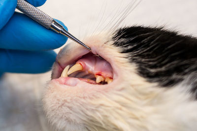 Close-up of hand holding cat