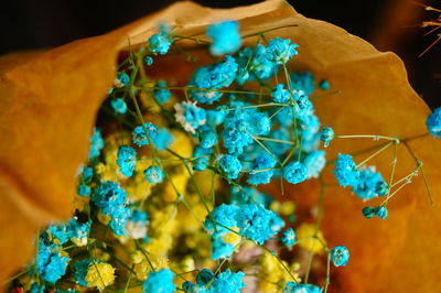 Close-up of blue flowering plant