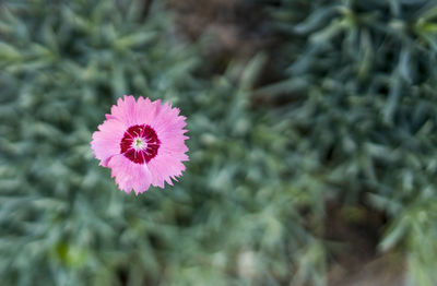 Close-up of pink flower against blurred background